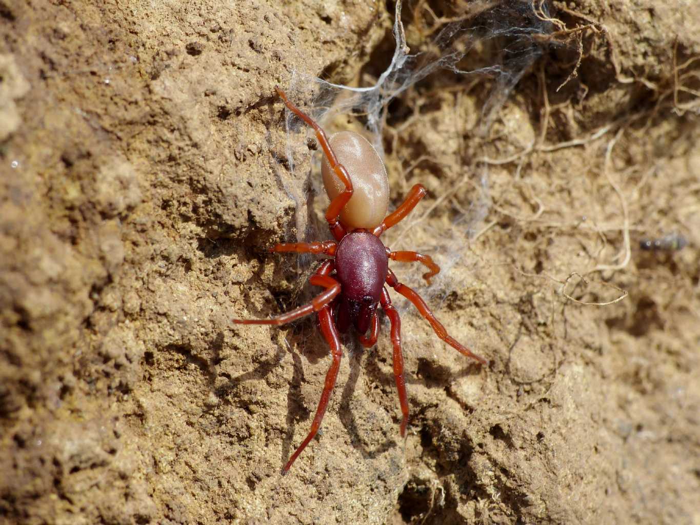 Dysdera sp. - Montecompatri (RM)